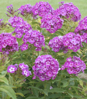 Phlox paniculata 'Laura'